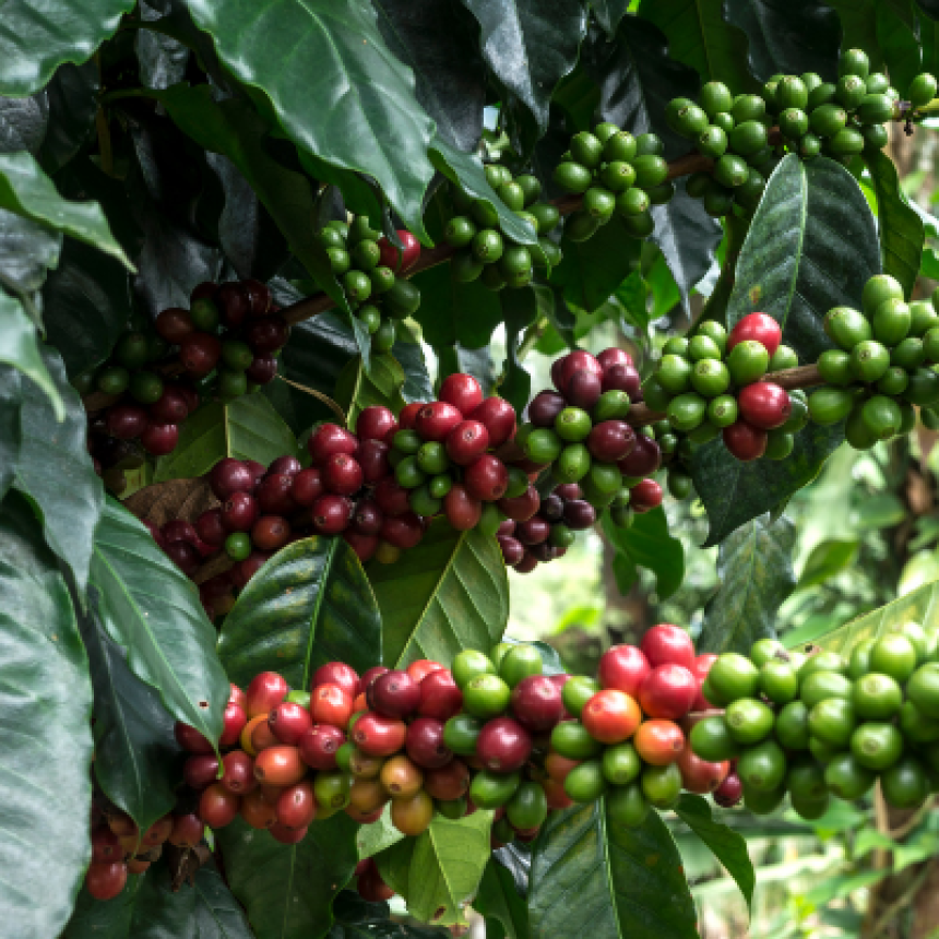 Plantação de café orgânico: 5 dicas de manejo que melhoram qualidade e produtividade
