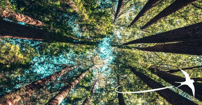 A la croisée des forêts : Législation et solutions pour des forêts plus durables