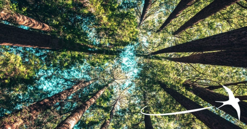 En el Cruce de Bosques: Legislación (EUDR) y Soluciones para Bosques más Sostenibles