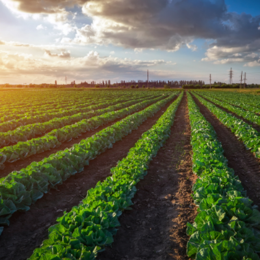 Fertilizantes orgânicos: conheça os benefícios e entenda o crescimento das vendas