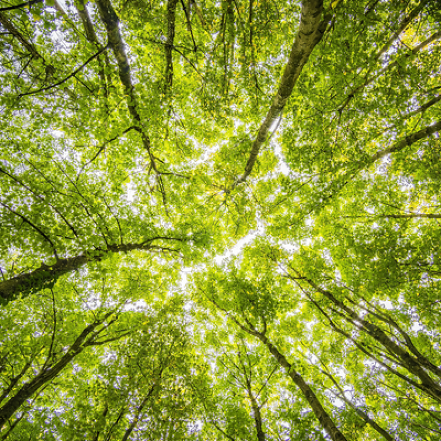 Certificação Rainforest Alliance: tudo o que você precisa saber